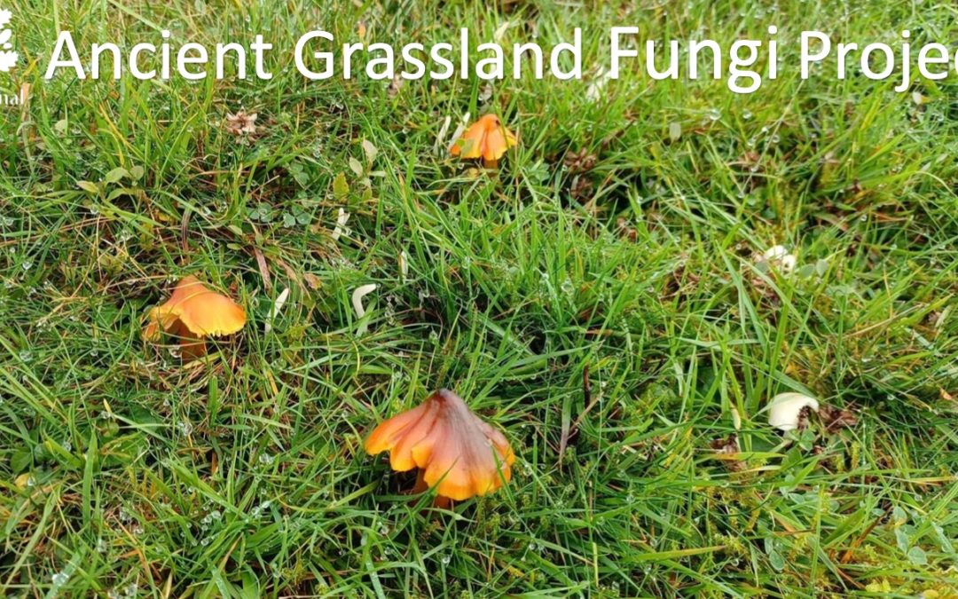 Ancient Grasslands Project Presentation